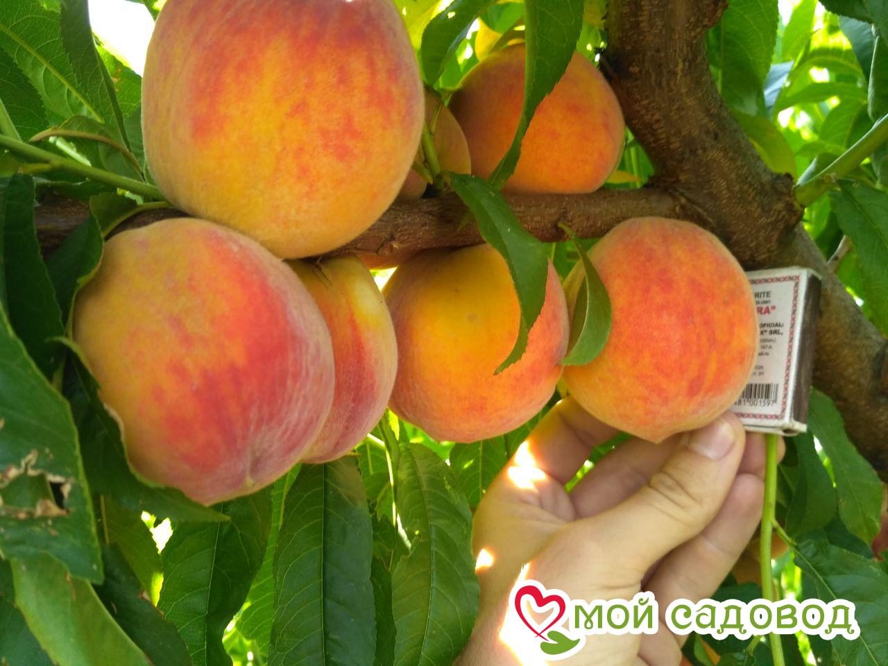 Персик золотой редхейвен. Сорт персика редхейвен. Персик редхейвен описание сорта. Персики сорт санрайз. Сорт персика редхейвен.