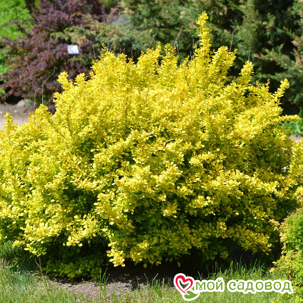 Барбарис Тунберга "Ауреа"