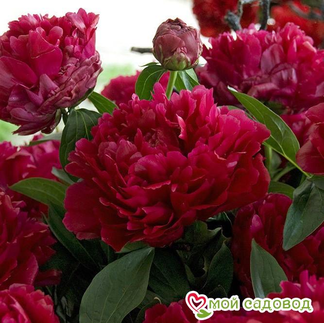 Пион Адольф Руссо