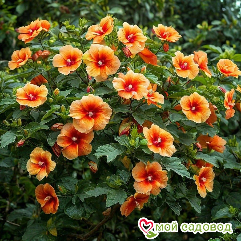 Гибискус Кристал Рэй