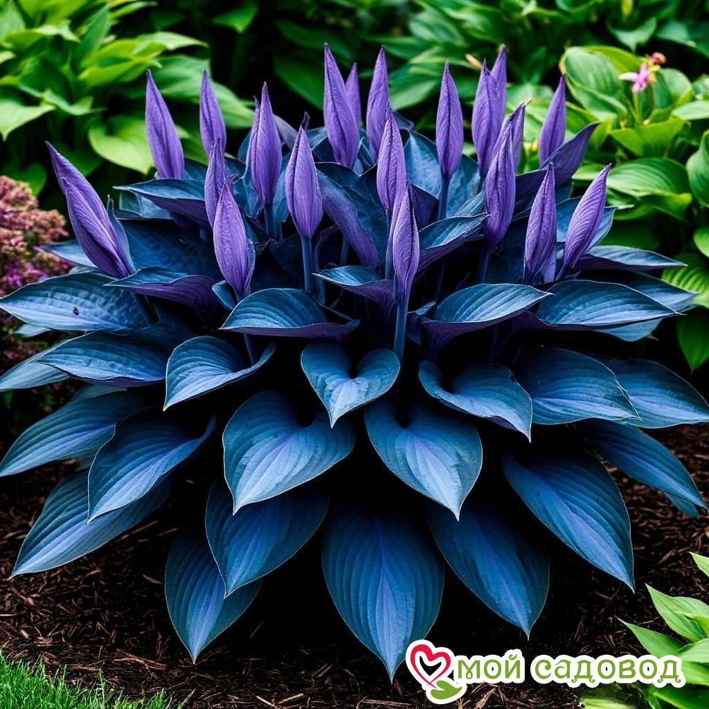 Хоста Сикрет Гров