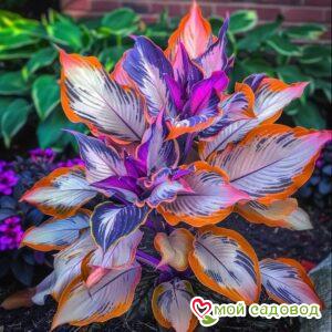 Хоста Эмералд Тиара